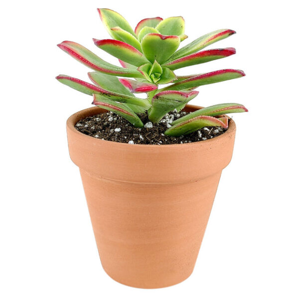 Aeonium Kiwi Haworthii - Image 6