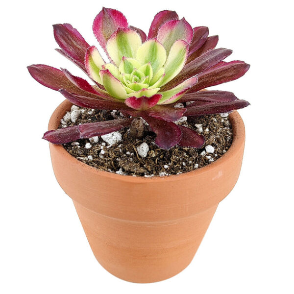Aeonium Mardi Gras Rosettes - Image 4