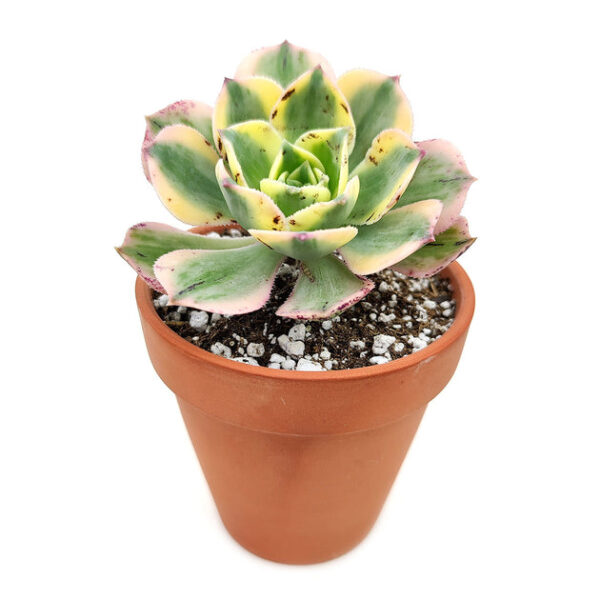 Aeonium Sunburst Copper Pinwheel - Image 3