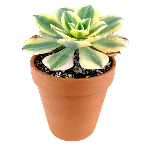 Aeonium Sunburst Copper Pinwheel - Image 7
