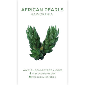 Agave/ Aloe/ Gasteria and Haworthia Succulent ID Cards