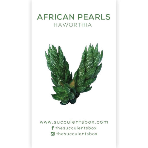 Agave/ Aloe/ Gasteria and Haworthia Succulent ID Cards