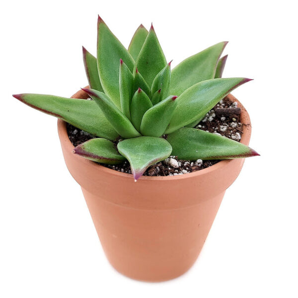 Echeveria Agavoides Lipstick Succulent - Image 9