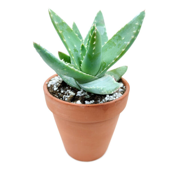 Aloe Brevifolia Short-leaved Aloe - Image 5