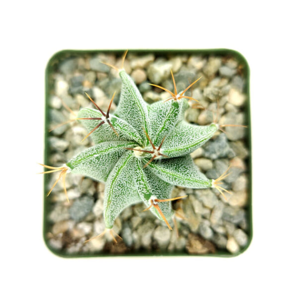 Astrophytum Ornatum Star Cactus - Image 4