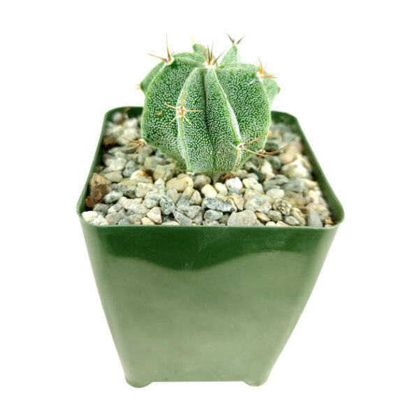 Astrophytum Ornatum Star Cactus - Image 3