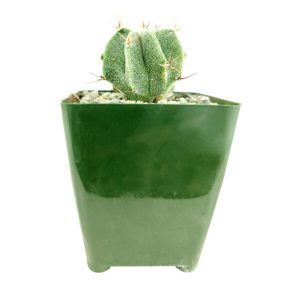 Astrophytum Ornatum Star Cactus - Image 5