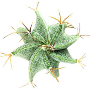 Astrophytum Ornatum Star Cactus