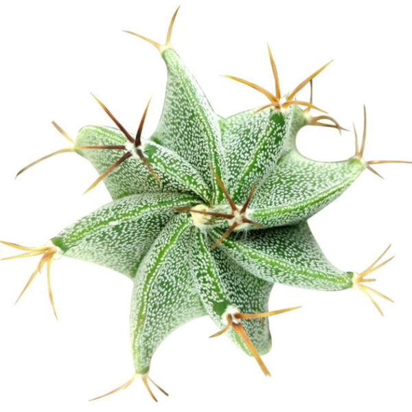 Astrophytum Ornatum Star Cactus