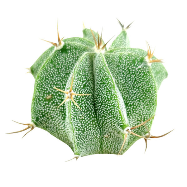 Astrophytum Ornatum Star Cactus - Image 6