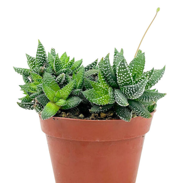 Haworthia attenuata Enon - Image 3