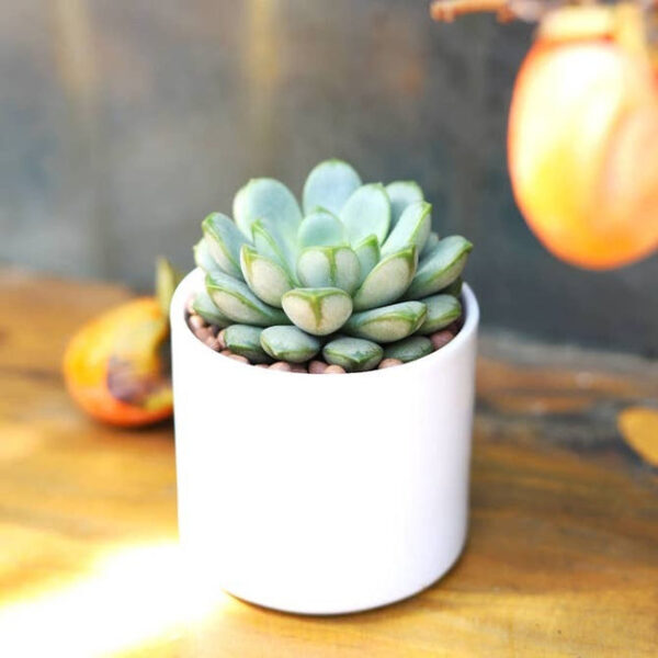 6 Inch Round Plastic Planter - Image 8