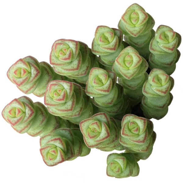 Crassula Baby Necklace - Image 2