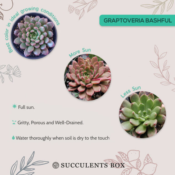 Graptoveria Bashful - Image 7