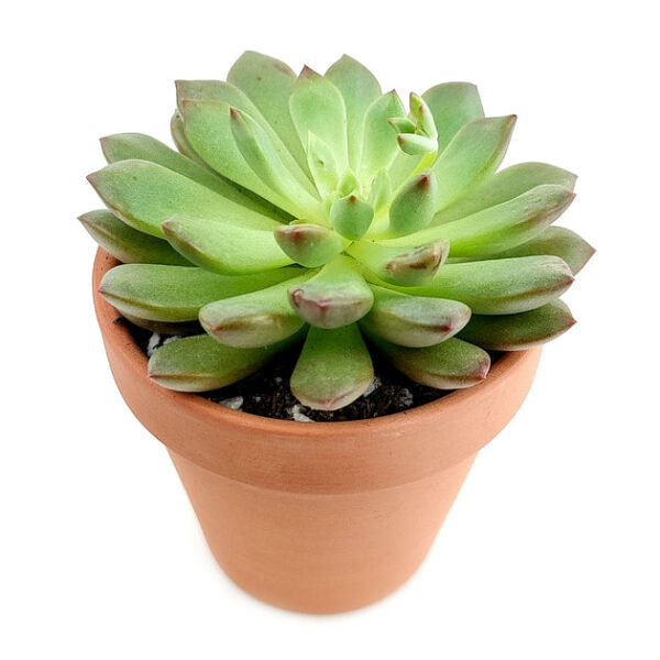 Graptoveria Bashful - Image 5