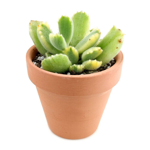 Cotyledon Tomentosa Bear Paw - Image 3