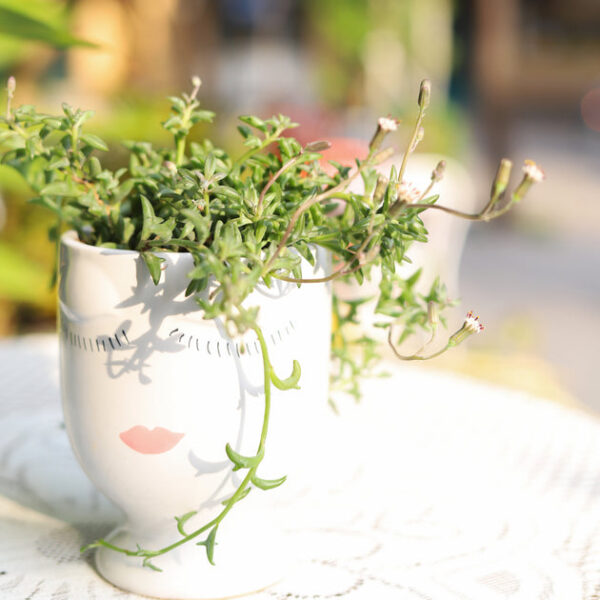 Beauty Pot - Image 4