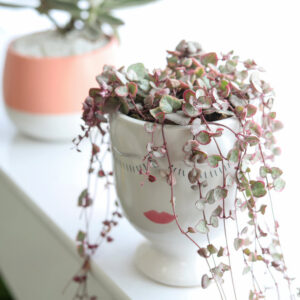 Beauty Pot