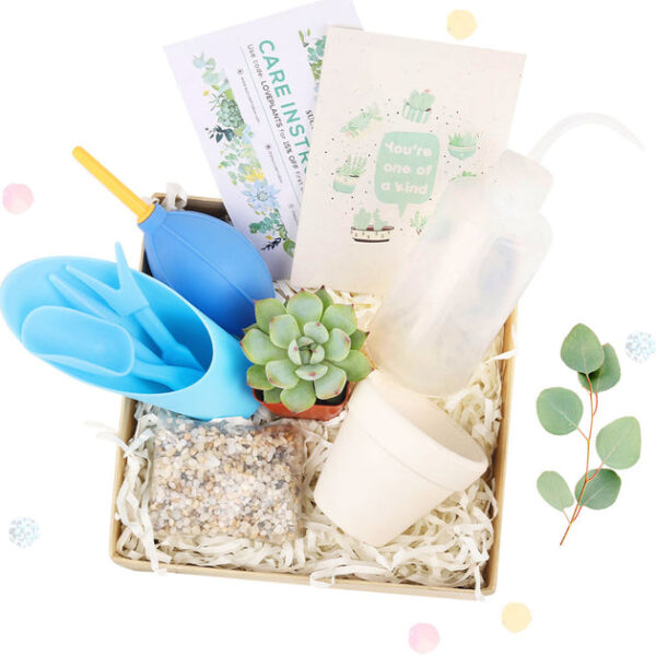 Succulent Beginner Kit Gift Box - Image 8