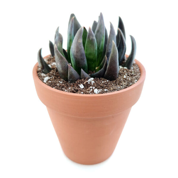 Echeveria Black Knight - Image 5