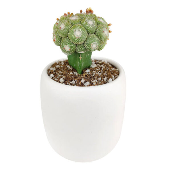 Blossfeldia Cactus - Image 6