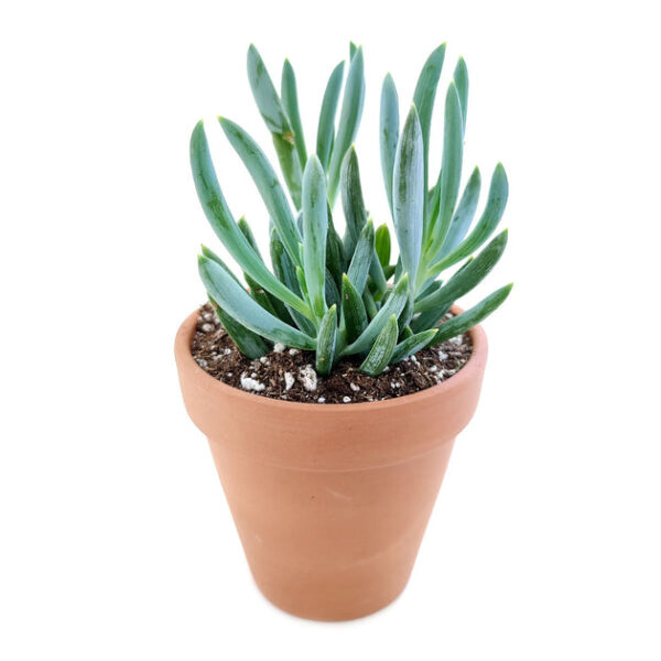 Senecio Blue Chalk Sticks - Image 7