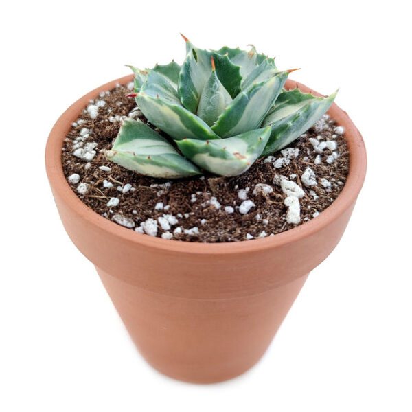 Variegated Butterfly Agave - Image 4