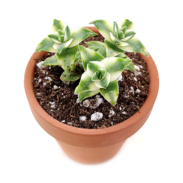 Variegated String of Buttons - Image 5