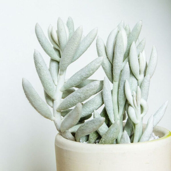 Senecio Cocoon Plant - Image 2