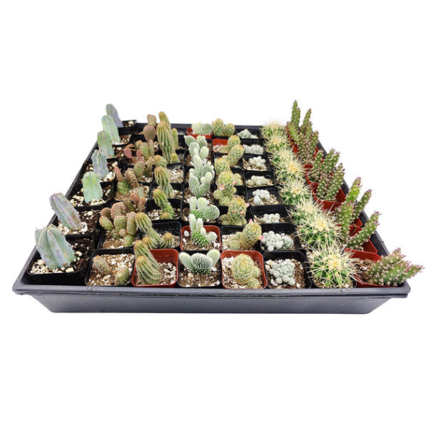 Cactus Wedding and Party Favors Tray - Image 2