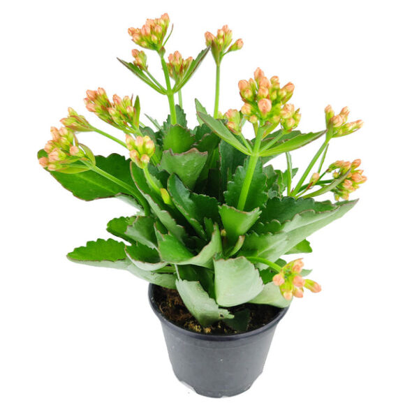 Kalanchoe blossfeldiana 'Calandiva Orange' - Image 3