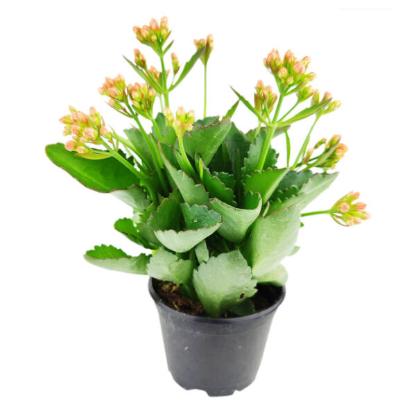 Kalanchoe blossfeldiana 'Calandiva Orange' - Image 5