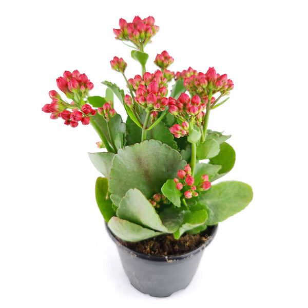 Kalanchoe blossfeldiana 'Calandiva Red' - Image 3