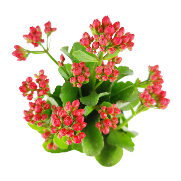 Kalanchoe blossfeldiana 'Calandiva Red' - Image 4