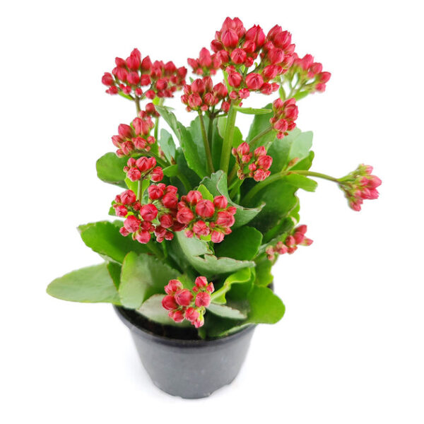 Kalanchoe blossfeldiana 'Calandiva Red' - Image 2