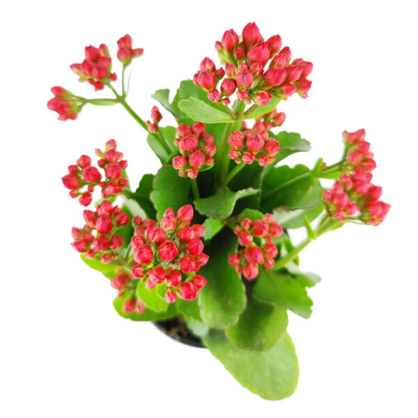 Kalanchoe blossfeldiana 'Calandiva Red' - Image 6