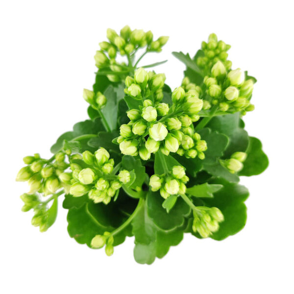 Kalanchoe blossfeldiana 'Calandiva White' - Image 4
