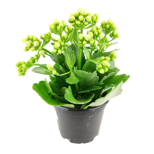 Kalanchoe blossfeldiana 'Calandiva White' - Image 2