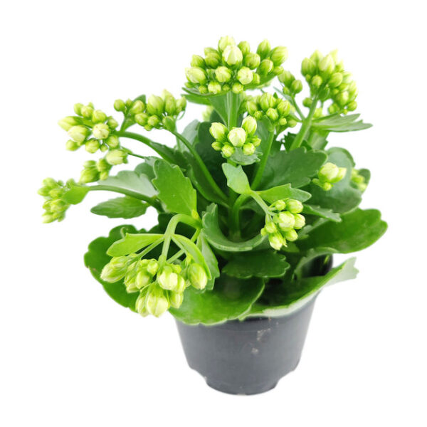 Kalanchoe blossfeldiana 'Calandiva White' - Image 5