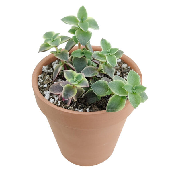 Calico Kitten Crassula - Image 4