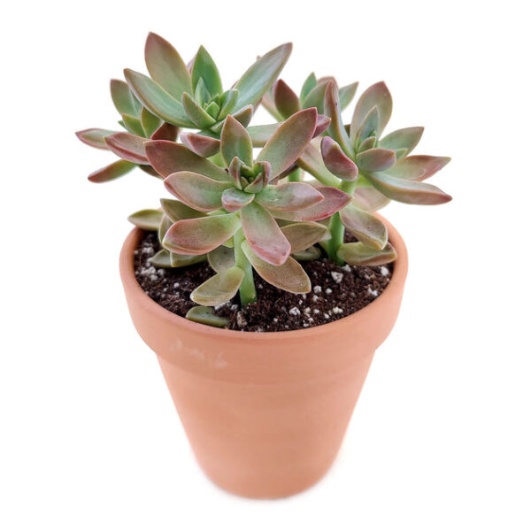 Graptosedum California Sunset - Image 7