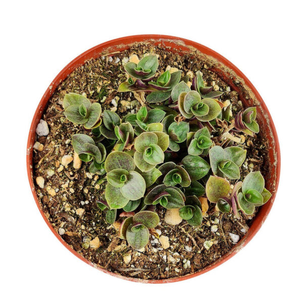 Callisia Repens Sedum (Turtle Vine) - Image 3