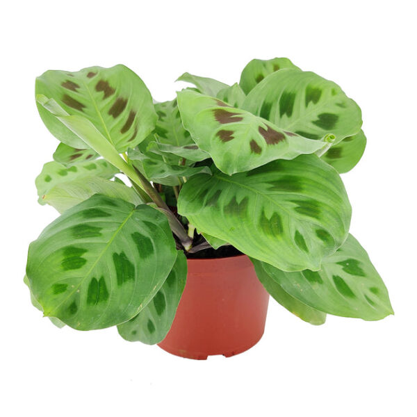 Maranta Green Prayer Plant - Image 6