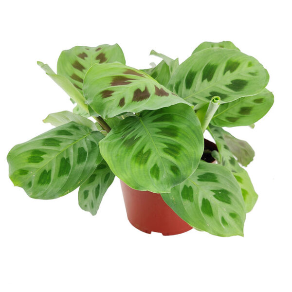 Maranta Green Prayer Plant - Image 7