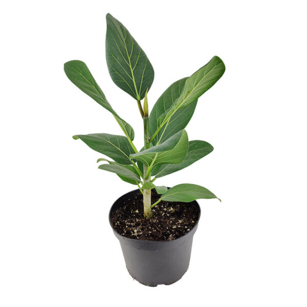 Ficus Audrey - Image 6
