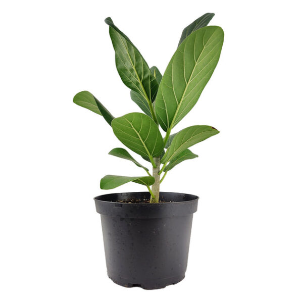Ficus Audrey - Image 7