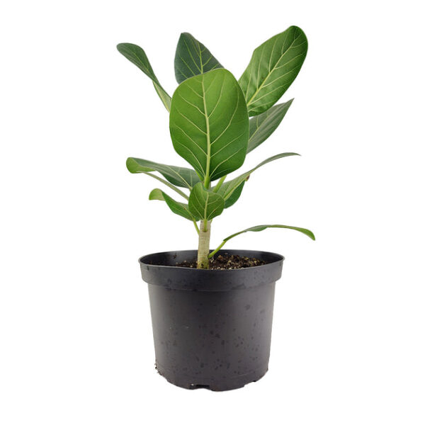 Ficus Audrey - Image 8