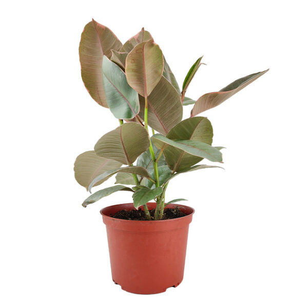 Ficus Elastica Ruby Pink - Image 3