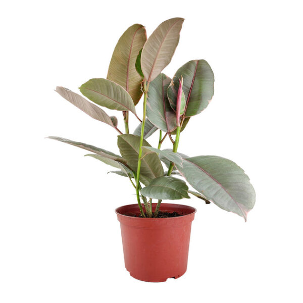 Ficus Elastica Ruby Pink - Image 4