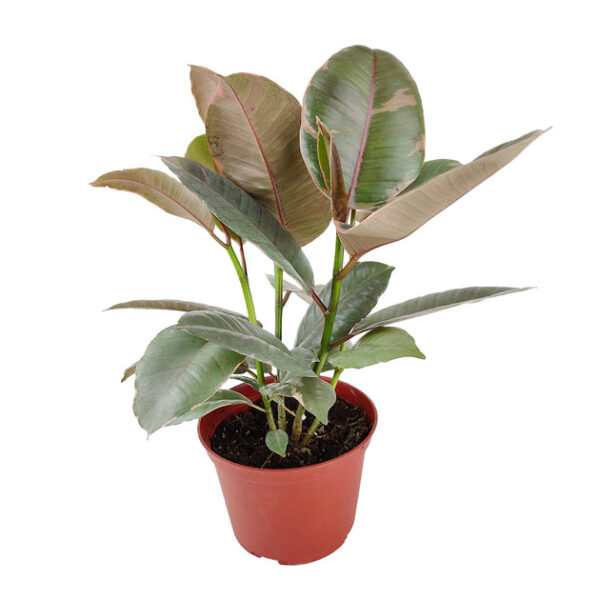 Ficus Elastica Ruby Pink - Image 8